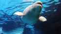 beluga wale.jpg