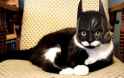 bat-cat.jpg
