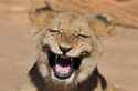 Laughing-Lion.jpg