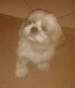 doggor.jpg
