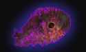 Dat sexi nucleus.jpg