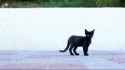 363ac487-d073-4d8d-8f4c-029561ff71bc.gif