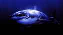 sharks-great-white_284001.jpg