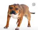 CanineBodyLanguage-16.jpg