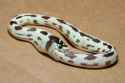 real-ouroboros.jpg