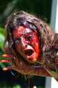 Zombie_Walk_Cannes_2014_3.jpg