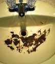 shit sink.jpg