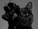 BLACKCAT.jpg