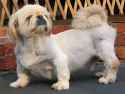 id185_pekingese_lhasa_apso_h04.jpg