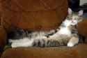 lazy-cat-on-sofa.jpg