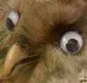hoot1.jpg