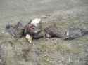 bald-eagle-kill-by-car.jpg