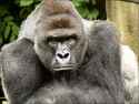harambe.jpg