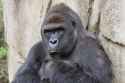harambe.jpg