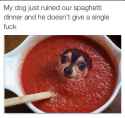 Stupid+dog_063b64_5662359.png