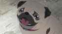 1464887214433.gif
