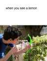 lemon.png