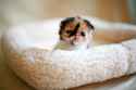 Cute-kitten-kittens-22438087-500-333.jpg