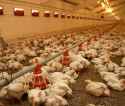 chicksthatarebuildforbreeding.jpg