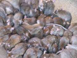rats_0.jpg