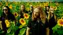 motherfuckingsunflowers.jpg