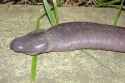 0802penissnake2.jpeg.jpg