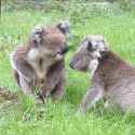 Koala kiss.gif