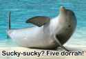 dolphin-cheesecake.jpg