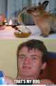 rabbit-on-drugs_o_1857353.jpg