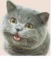 image.gif