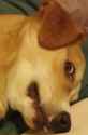 Dug.png