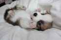 cute-puppies01.jpg