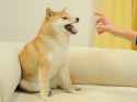 doge (87).jpg