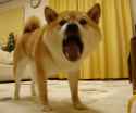 doge (71).jpg