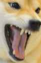 doge (30).jpg