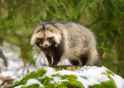 tmp_7454-tanukiinsnow.jpg.838x0_q80996271700.jpg