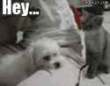 1293010392816.gif