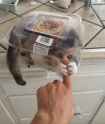 CUTEST CAT BOX EVER.jpg