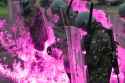 PinkFire.jpg
