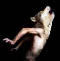 NightmareFuel8-Werewolf.png