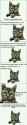 immunity cat update.jpg