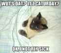cat-caturday-not-rly-sic.jpg
