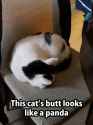 cat-panda_butt.png