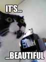 cat-beautiful.jpg