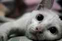 dazed_by_caturs.jpg