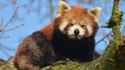red-panda-3.jpg