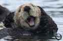 Otter.jpg