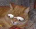 mfw these questions.png