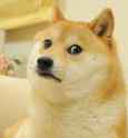 undoge.jpg
