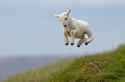 trippy-goat.jpg
